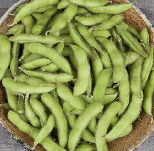 Green Soybeans Seeds – Heirloom, Non-GMO, High Germination Organic Garden Seeds Planting