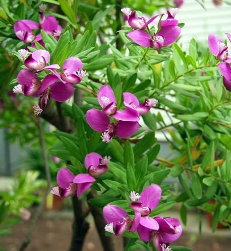 Pink Polygala Flower Seeds – Seeds for Planting, Heirloom, Non-GMO, High Germination Organic Garden Seeds