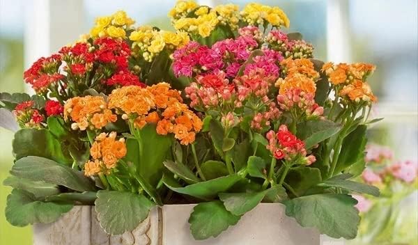 kalanchoe flower flower seeds