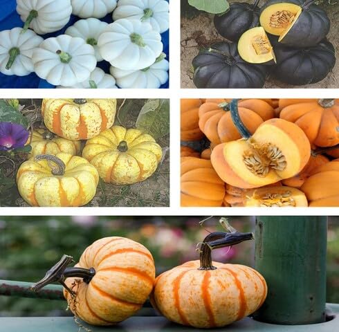 Mixed Pumpkin Seeds – Heirloom, Non-GMO, High Germination Organic Garden Seeds Planting