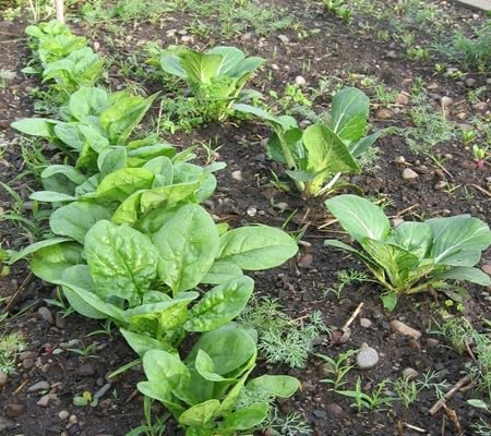 Spinach Seeds – Heirloom, Non-GMO, High Germination Organic Garden Seeds Planting