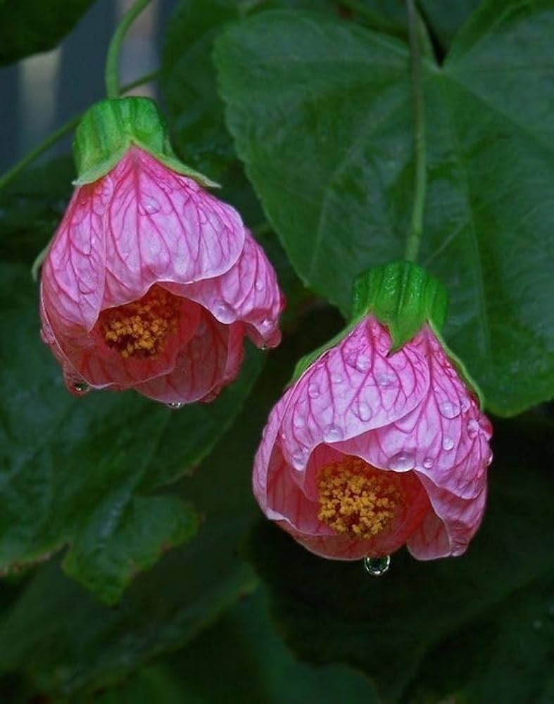 Pink Lantern Hibiscus Flower Seeds – Heirloom, Non-GMO, High Germination Seeds