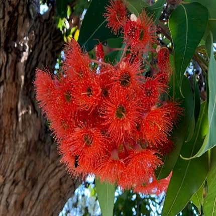 Red Corymbia Ficifolia Flower Seeds – Heirloom, Non-GMO, High Germination Organic Garden Seeds for Planting