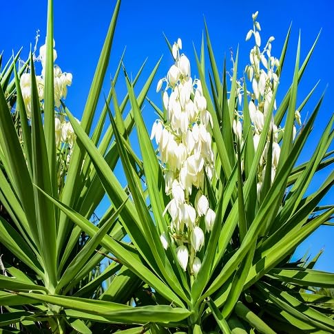 Yucca Flower Seeds for Planting | Heirloom Non-GMO High Germination Organic