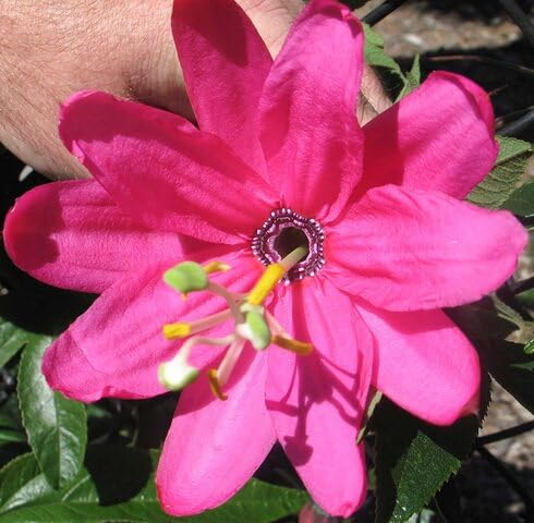 Pink Mollissima Flower Seeds – Heirloom, Non-GMO, High Germination Organic Garden Seeds for Planting