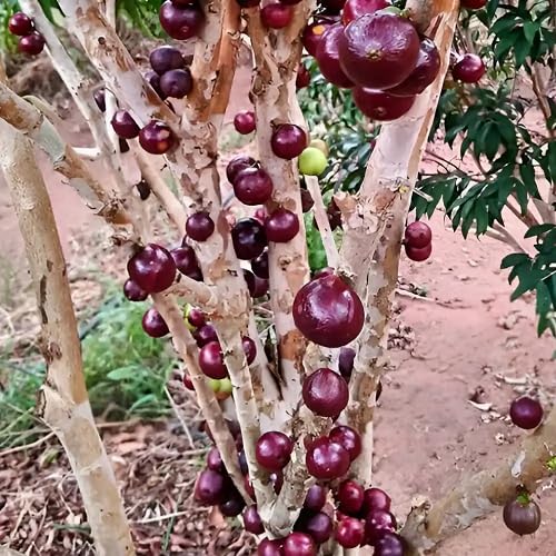 Red Jaboticaba Seeds – Heirloom, Non-GMO, High Germination Organic Garden Seeds
