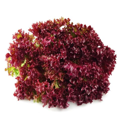 Red Lettuce Seeds – Heirloom, Non-GMO, High Germination Organic Garden Seeds Planting