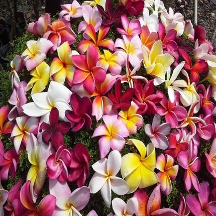 mixedfrangipaniflowerheirloomnongmo flower seeds