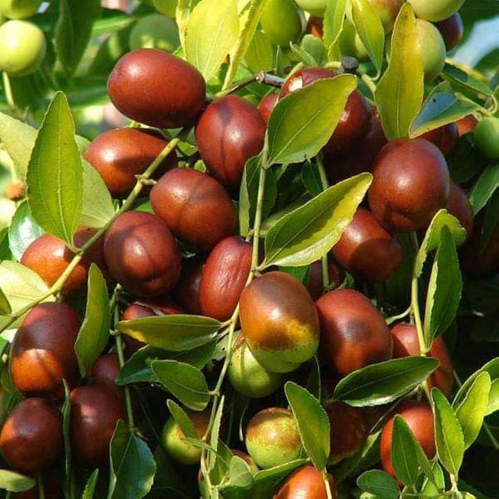 Red Ziziphus (Indian Jujube) Fruit Seeds – Heirloom Non-GMO Seeds for Home Gardening &amp; Bonsai Growing