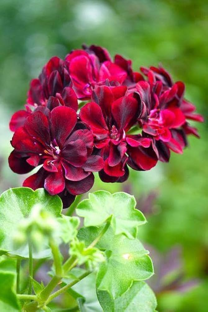 Semillas de Geranio Hiedra Roja – Semillas de Jardín Orgánicas de Alta Germinación, de Herencia, sin OGM, para Plantar