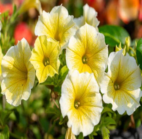 Yellow Putina Flower Seeds – Heirloom, Non-GMO, High Germination Organic Garden Seeds for Planting