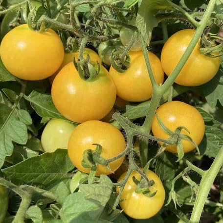Semillas de tomate amarillo – Herencia, sin OGM, alta germinación Semillas de jardín orgánicas para plantar