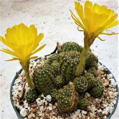 Yellow Rebutia Flower Seeds – Heirloom Non-GMO High Germination Organic Garden Seeds
