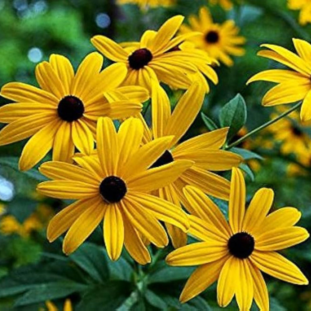 Black Gloriosa Daisy Seeds for Planting