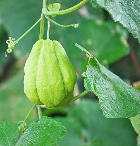 Chayote Seeds – Heirloom, Non-GMO, High Germination Organic Garden Seeds Planting