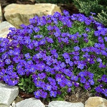 bluegroundcoverheirloomnongmo flower seeds
