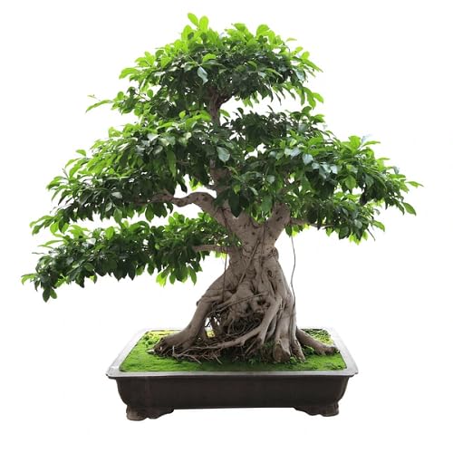 green bonsai flower seeds
