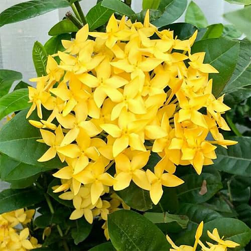 Yellow Ixora Flower Seeds – Heirloom Non-GMO High Germination Organic Garden Seeds