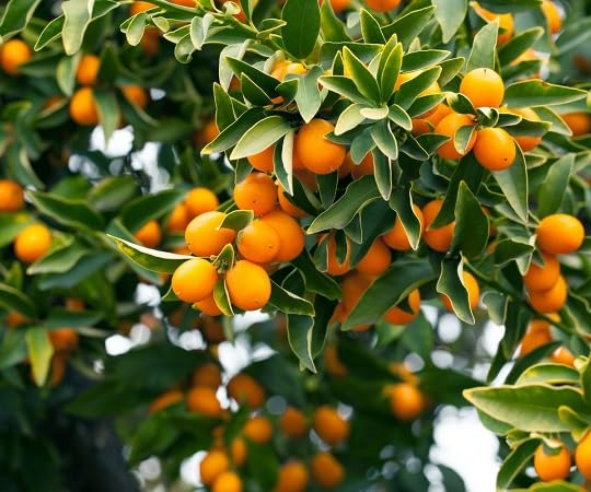 orange kumquat fruit heirloom non-gmo seeds