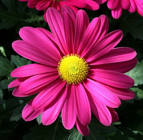 pink daisy flower seeds