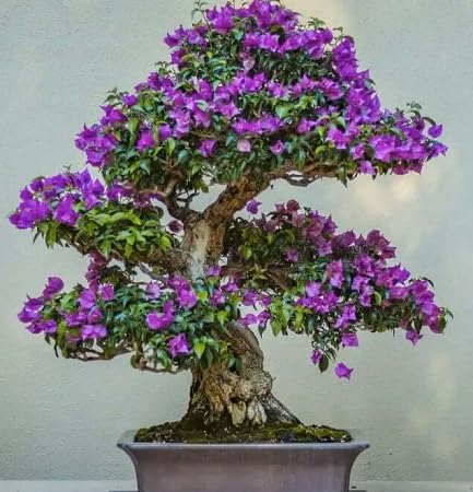 purple jacaranda tree perennial heirloom non-gmo seeds