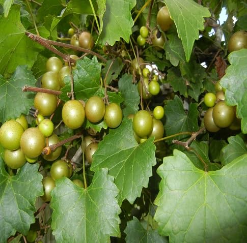 Scuppernong Seeds for Planting – Heirloom Non-GMO High Germination Organic Garden Seeds