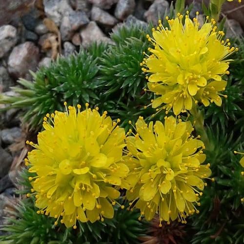 Yellow Saxifraga Flower Seeds Heirloom Non-GMO High Germination Organic Garden Seeds for Planting