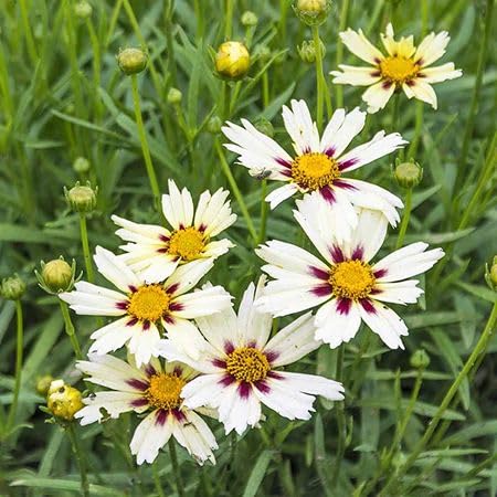 White Coreopsis Flower Seeds Heirloom Non-GMO High Germination Organic Garden Seeds for Planting