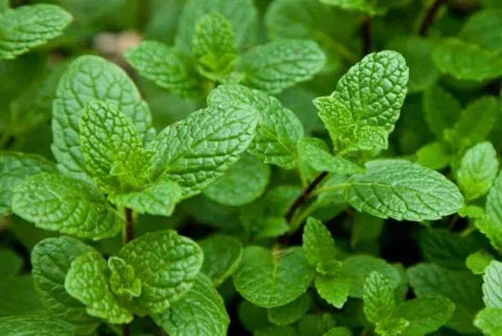 Mint Plant herb seeds