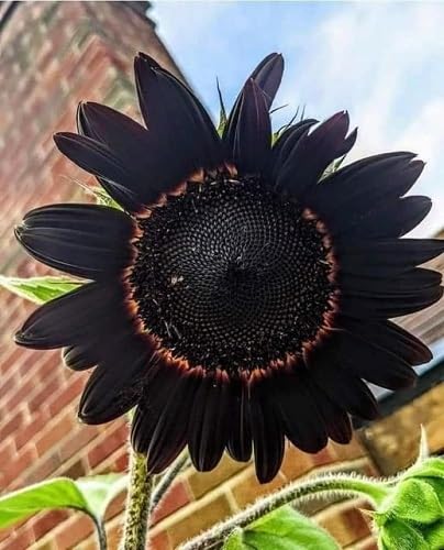 Black Sunflower Flower Seeds – Heirloom, Non-GMO, High Germination Organic Garden Seeds for Planting