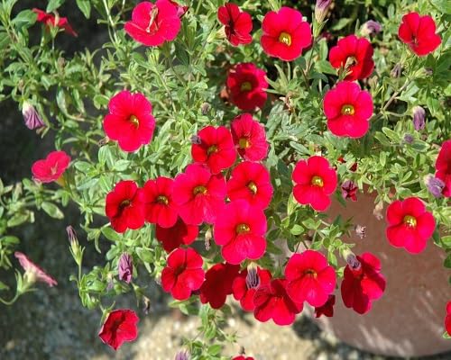 Calibrachoa Flower Seeds Red – Heirloom, Non-GMO, High Germination Organic Garden Seeds for Planting