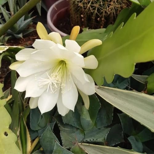 White Epiphyllum Flower Seeds Heirloom Non-GMO High Germination Organic Garden Seeds for Planting