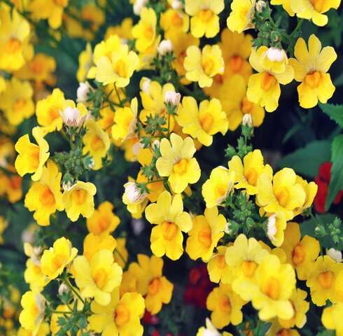 Yellow Nemesie Flower Seeds – Heirloom, Non-GMO, High Germination Organic Seeds