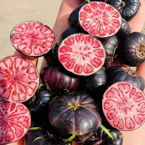 Red Ginseng Seeds – Heirloom, Non-GMO, High Germination Organic Garden Seeds