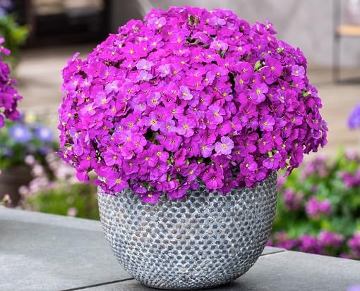 Pink Aubrieta Flower Seeds Heirloom Non-GMO High Germination Organic Garden Seeds for Planting