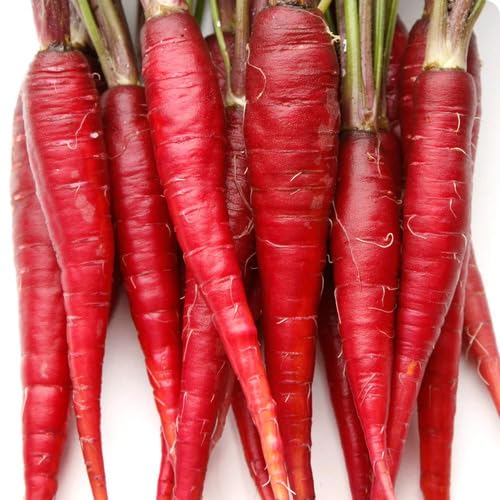 Red Carrot Seeds – Heirloom, Non-GMO, High Germination Organic Garden Seeds Planting
