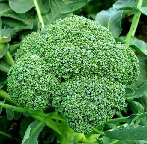 Green Broccoli Seeds – Heirloom, Non-GMO, High Germination Organic Garden Seeds Planting