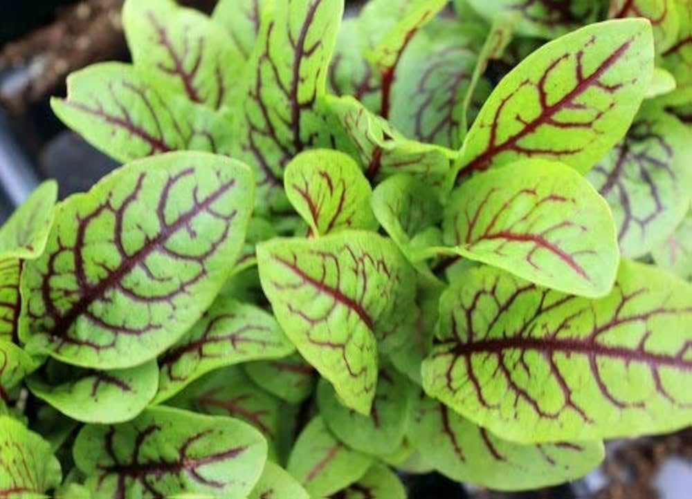 herb sorrel flower seeds