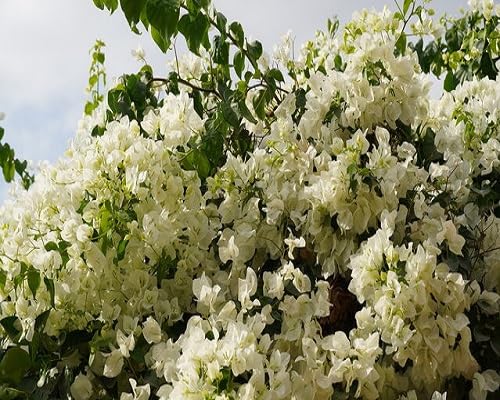 Whiteclimbing Bougainvillea Flower Seeds – Heirloom Non-GMO High Germination Organic Garden