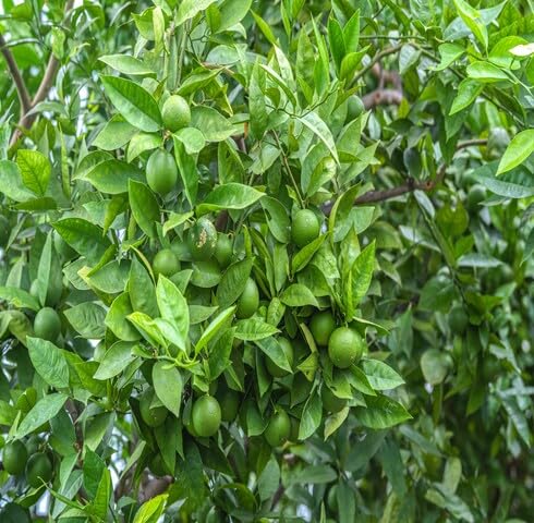 Green Lime Seeds Heirloom Non-GMO High Germination Organic Garden Seeds for Planting