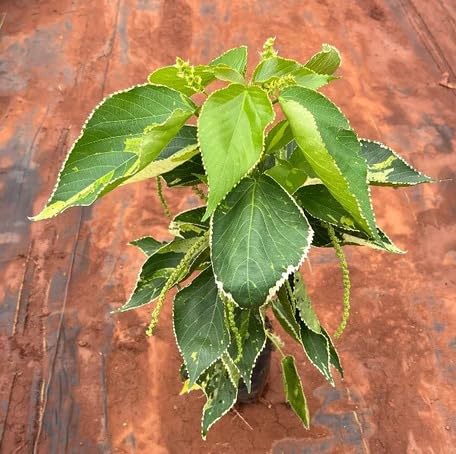 green acalypha flower seeds