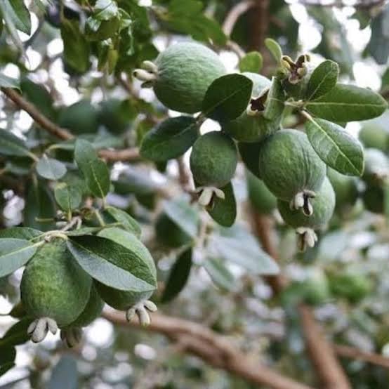 Feijoa Seeds Heirloom Non-GMO High Germination Organic Garden Seeds for Planting