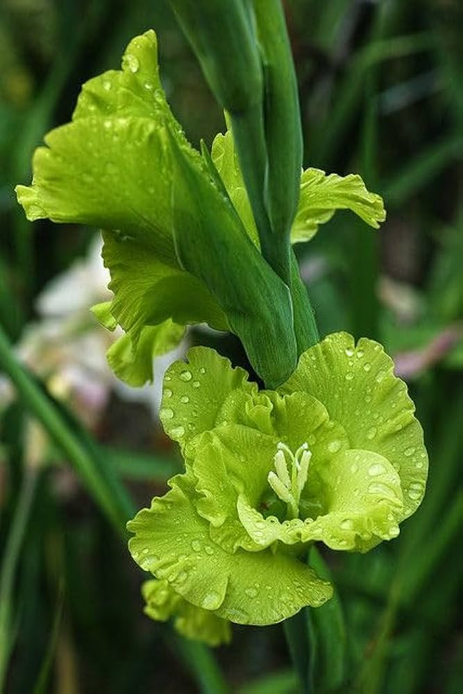 Green Gladiolus Flower Seeds – Heirloom, Non-GMO, High Germination Seeds