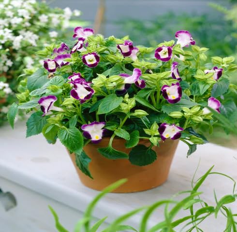 Rot-weiße Torenia Fournieri Blumensamen, alte Sorte, gentechnikfrei, hohe Keimfähigkeit, Bio-Gartensamen zum Pflanzen