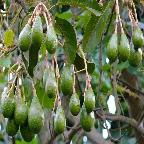 Green Avocado Seeds – Heirloom, Non-GMO, High Germination Organic Garden Seeds