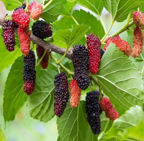 Red Mulberry Seeds for Planting – Heirloom Non-GMO High Germination Organic Garden Seeds for Sweet Juicy Fruits