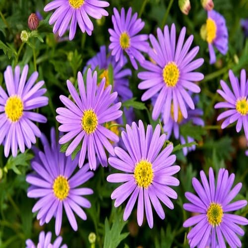 Violet Daisy Brachyscome Flower Seeds Heirloom Non-GMO High Germination Organic Garden Seeds