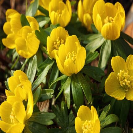 Yellow Aconite Flower Seeds – Heirloom, Non-GMO, High Germination Organic Garden Seeds