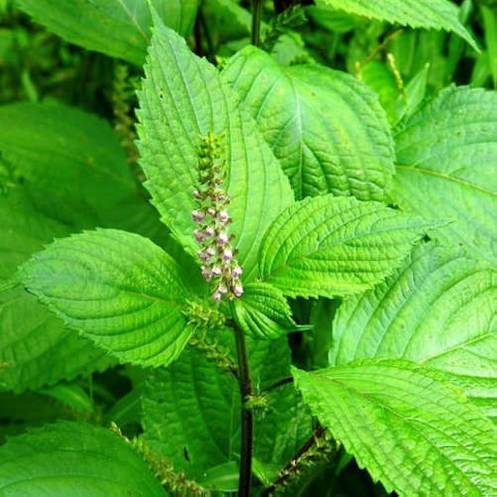 perilla frutescens flower seeds