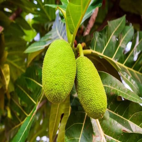 Breadfruit Seeds – Heirloom, Non-GMO, High Germination Organic Garden Seeds